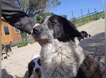 Tiziano: Körbchen gesucht um schmerzfrei zu sein