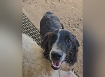 Saturday: ein Traum für Border-Collie-Freunde
