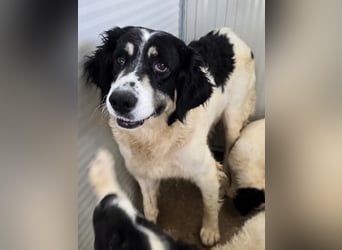 Jiva: auch Hundemamas brauchen Liebe