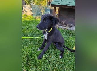 Welpe ARVO - der liebenswerte und noch etwas vorsichtige Rüde freut sich auf sein Für-Immer Zuhause