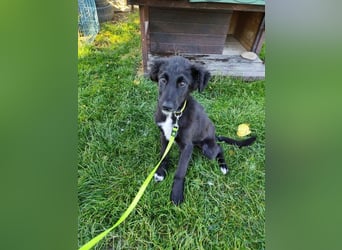 Welpe ARVO - der liebenswerte und noch etwas vorsichtige Rüde freut sich auf sein Für-Immer Zuhause