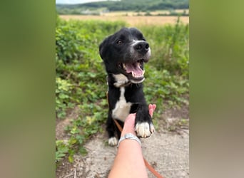 CEZAR - wer schenkt diesem wunderbaren Hund die zweite Chance, die er so sehr verdient?