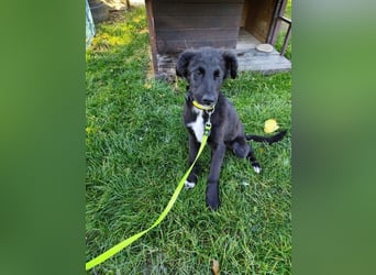 Welpe ARVO - der liebenswerte und noch etwas vorsichtige Rüde freut sich auf sein Für-Immer Zuhause