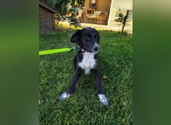 Welpe KANIKA - die liebenswerte Maus ist noch etwas vorsichtig und sucht ein liebevolles Zuhause