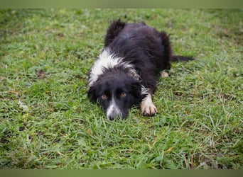 INDIE - ich möchte so gerne DEINE vierbeinige Begleiterin sein!