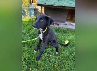 Welpe ARVO - der liebenswerte und noch etwas vorsichtige Rüde freut sich auf sein Für-Immer Zuhause