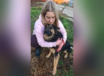 Interne Kennungsnummer 80J - wer zeigt dem hübschen Kerlchen, wie schön ein Hundeleben sein kann?