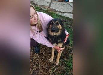 Interne Kennungsnummer 80J - wer zeigt dem hübschen Kerlchen, wie schön ein Hundeleben sein kann?