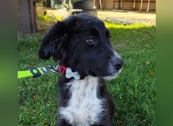 Welpe KANIKA - die liebenswerte Maus ist noch etwas vorsichtig und sucht ein liebevolles Zuhause