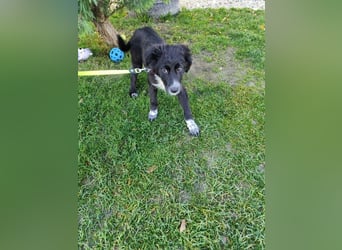 Welpe KANIKA - die liebenswerte Maus ist noch etwas vorsichtig und sucht ein liebevolles Zuhause