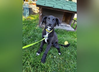 Welpe ARVO - der liebenswerte und noch etwas vorsichtige Rüde freut sich auf sein Für-Immer Zuhause