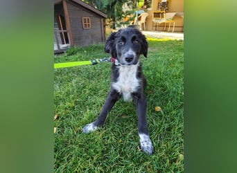 Welpe KANIKA - die liebenswerte Maus ist noch etwas vorsichtig und sucht ein liebevolles Zuhause