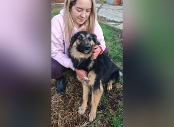 Interne Kennungsnummer 80J - wer zeigt dem hübschen Kerlchen, wie schön ein Hundeleben sein kann?