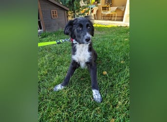 Welpe KANIKA - die liebenswerte Maus ist noch etwas vorsichtig und sucht ein liebevolles Zuhause