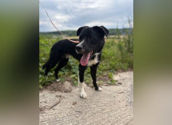 CEZAR - wer schenkt diesem wunderbaren Hund die zweite Chance, die er so sehr verdient?