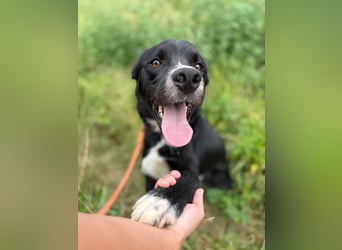 CEZAR - wer schenkt diesem wunderbaren Hund die zweite Chance, die er so sehr verdient?