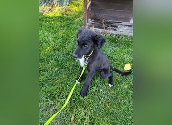 Welpe ARVO - der liebenswerte und noch etwas vorsichtige Rüde freut sich auf sein Für-Immer Zuhause