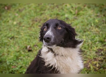 INDIE - ich möchte so gerne DEINE vierbeinige Begleiterin sein!