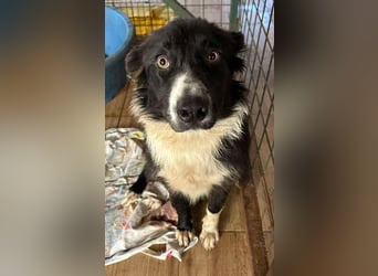 INDIE - ich möchte so gerne DEINE vierbeinige Begleiterin sein!