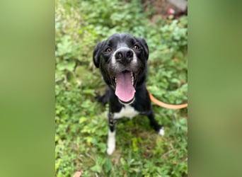 CEZAR - wer schenkt diesem wunderbaren Hund die zweite Chance, die er so sehr verdient?