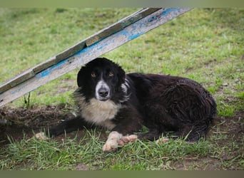 INDIE - ich möchte so gerne DEINE vierbeinige Begleiterin sein!