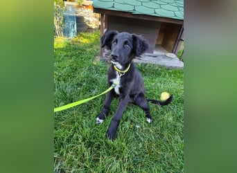 Welpe ARVO - der liebenswerte und noch etwas vorsichtige Rüde freut sich auf sein Für-Immer Zuhause