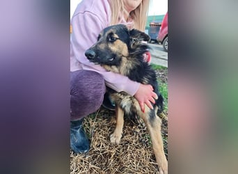 Interne Kennungsnummer 80J - wer zeigt dem hübschen Kerlchen, wie schön ein Hundeleben sein kann?