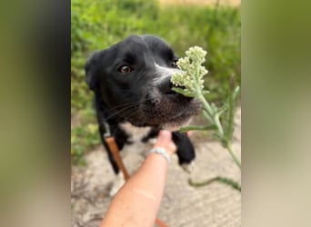 CEZAR - wer schenkt diesem wunderbaren Hund die zweite Chance, die er so sehr verdient?