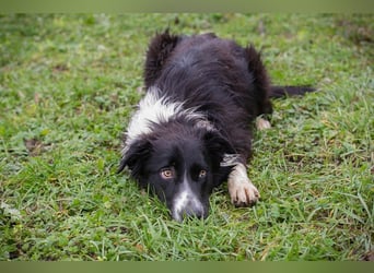 INDIE - ich möchte so gerne DEINE vierbeinige Begleiterin sein!