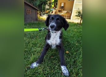 Welpe KANIKA - die liebenswerte Maus ist noch etwas vorsichtig und sucht ein liebevolles Zuhause