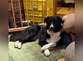 ZARA sucht ihr forever Home ❤️