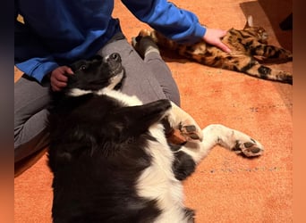 Border-Collie-Hübdib ZARA sucht Zuhause ❤️