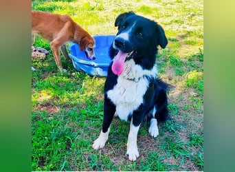 Border-Collie-Hübdib ZARA sucht Zuhause ❤️