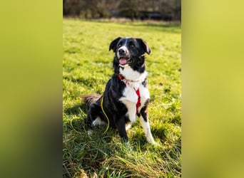 Border-Collie-Hübdib ZARA sucht Zuhause ❤️