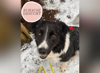 ZARA sucht ihr forever Home ❤️