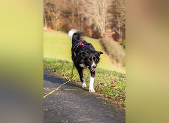 Border-Collie-Hübdib ZARA sucht Zuhause ❤️