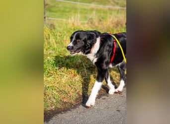 Border-Collie-Hübdib ZARA sucht Zuhause ❤️