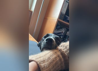 Border-Collie-Hübdib ZARA sucht Zuhause ❤️