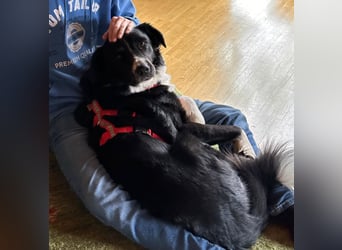 Border-Collie-Hübdib ZARA sucht Zuhause ❤️