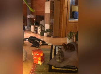 Zara sucht ihre Herzmenschen ❤️