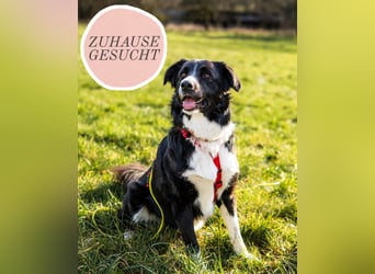 Border-Collie-Hübdib ZARA sucht Zuhause ❤️