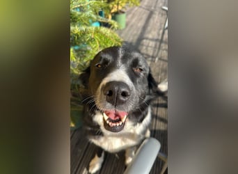 ZARA sucht ihr Glück ❤️