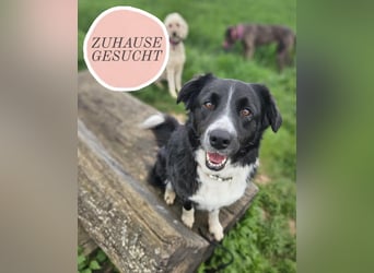 ZARA sucht ihr Glück ❤️