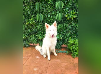 Celeste geb. 01/2024 (ESP) - fröhlicher und aktiver Border Collie sucht ein Für-immer-Zuhause!