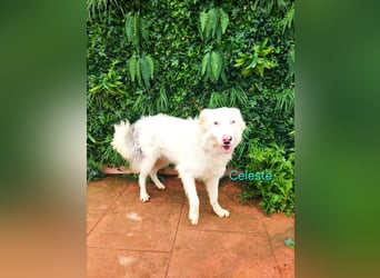 Celeste geb. 01/2024 (ESP) - fröhlicher und aktiver Border Collie sucht ein Für-immer-Zuhause!