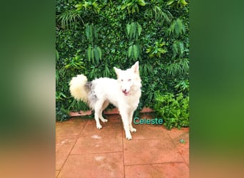 Celeste geb. 01/2024 (ESP) - fröhlicher und aktiver Border Collie sucht ein Für-immer-Zuhause!