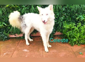 Celeste geb. 01/2024 (ESP) - fröhlicher und aktiver Border Collie sucht ein Für-immer-Zuhause!
