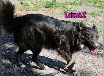 Laima2 geb. 01/2021 - sportliche und aufmerksame, wunderschöne Border-Collie-Mix Hündin!