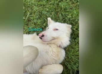 Celeste geb. 01/2024 (ESP) - fröhlicher und aktiver Border Collie sucht ein Für-immer-Zuhause!