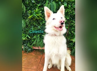 Celeste geb. 01/2024 (ESP) - fröhlicher und aktiver Border Collie sucht ein Für-immer-Zuhause!